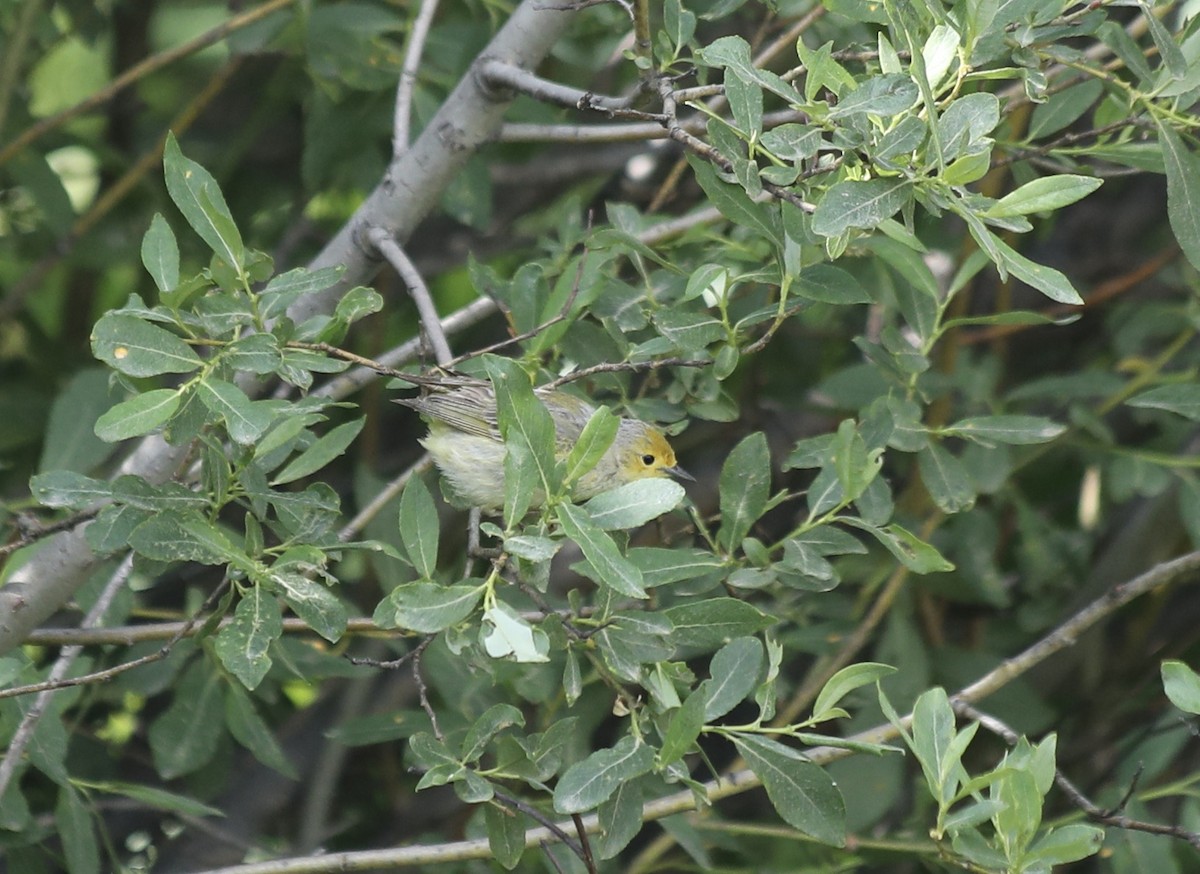 new world warbler sp. - Patricia Barry