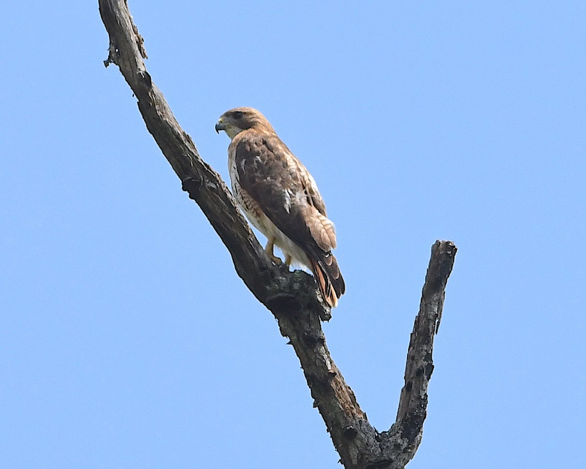 Red-tailed Hawk - ML592884221