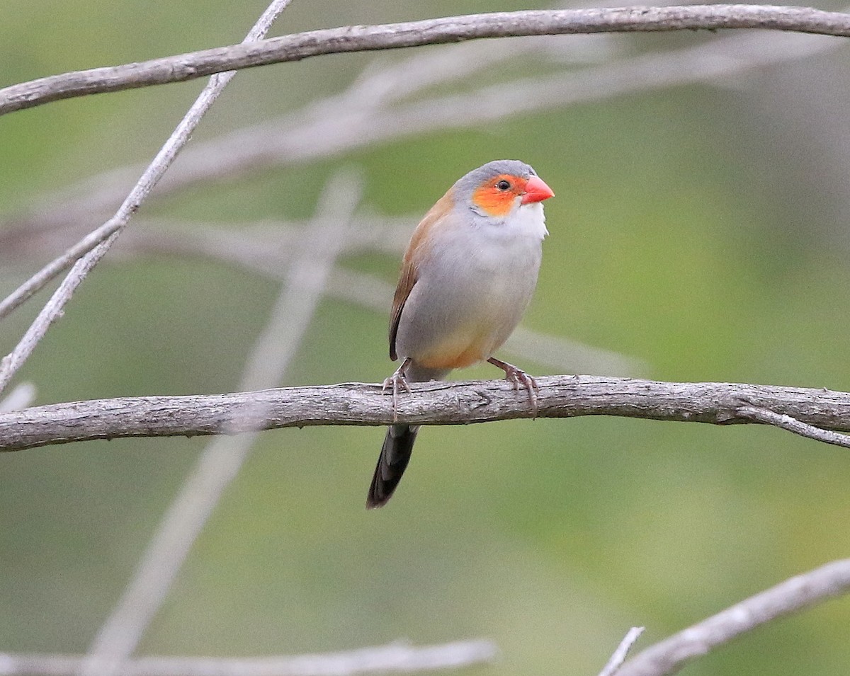 Orange-cheeked Waxbill - Trish Gussler