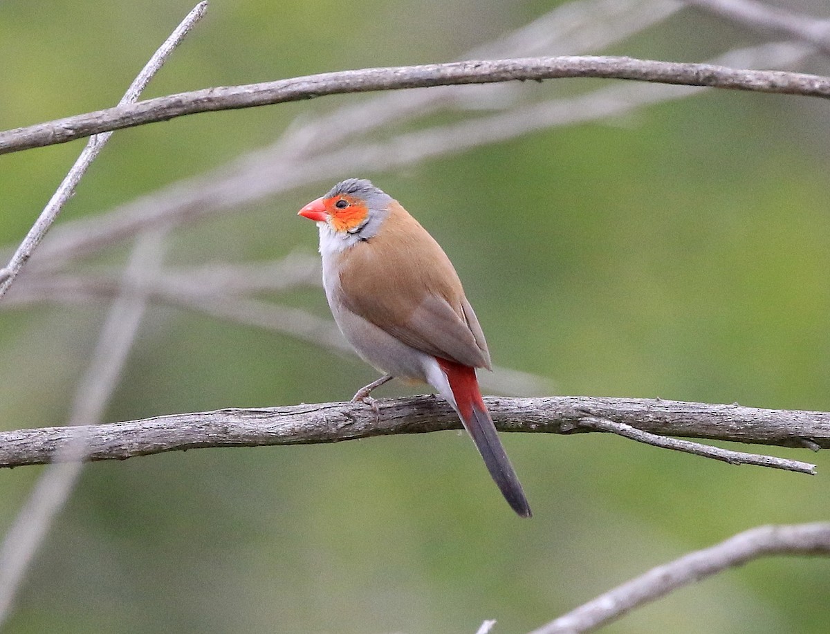 Orange-cheeked Waxbill - Trish Gussler