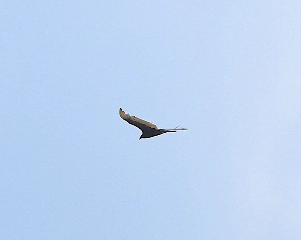 Turkey Vulture - ML592884741