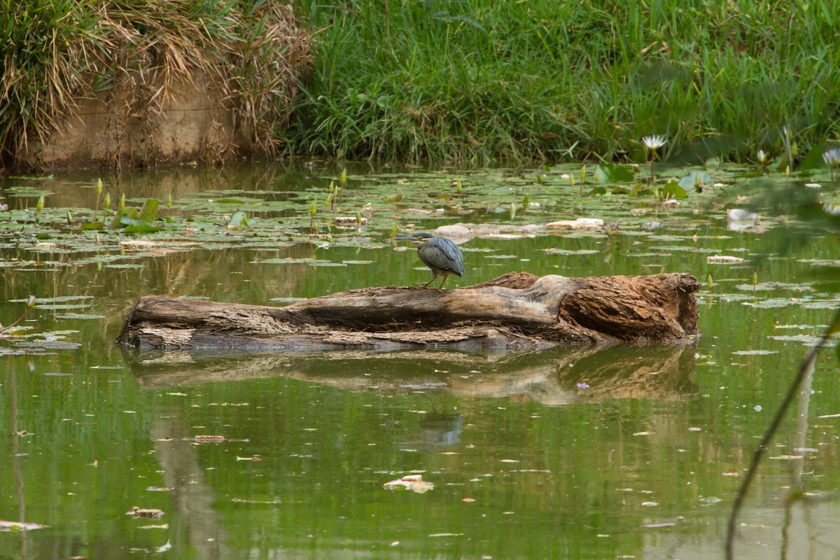 Striated Heron - Ronith Urs