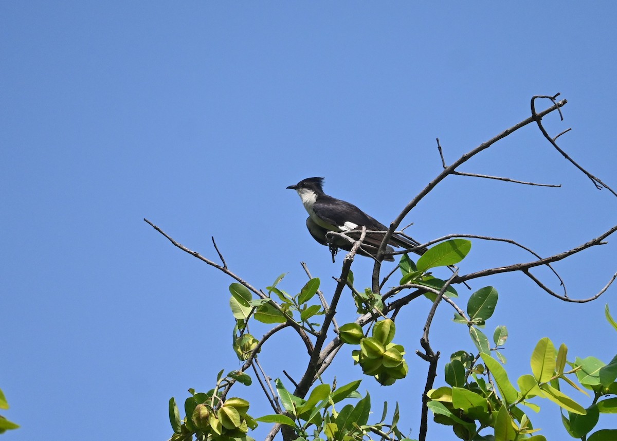 斑翅鳳頭鵑 - ML592885201