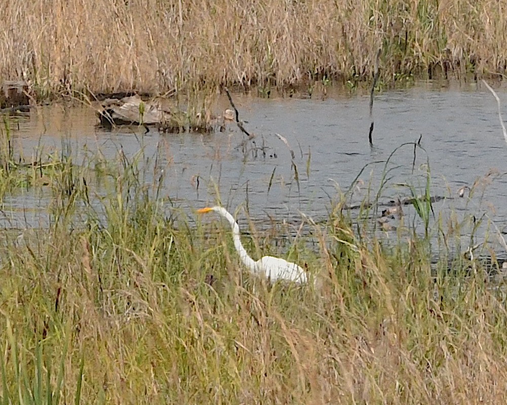 Great Egret - ML592885651