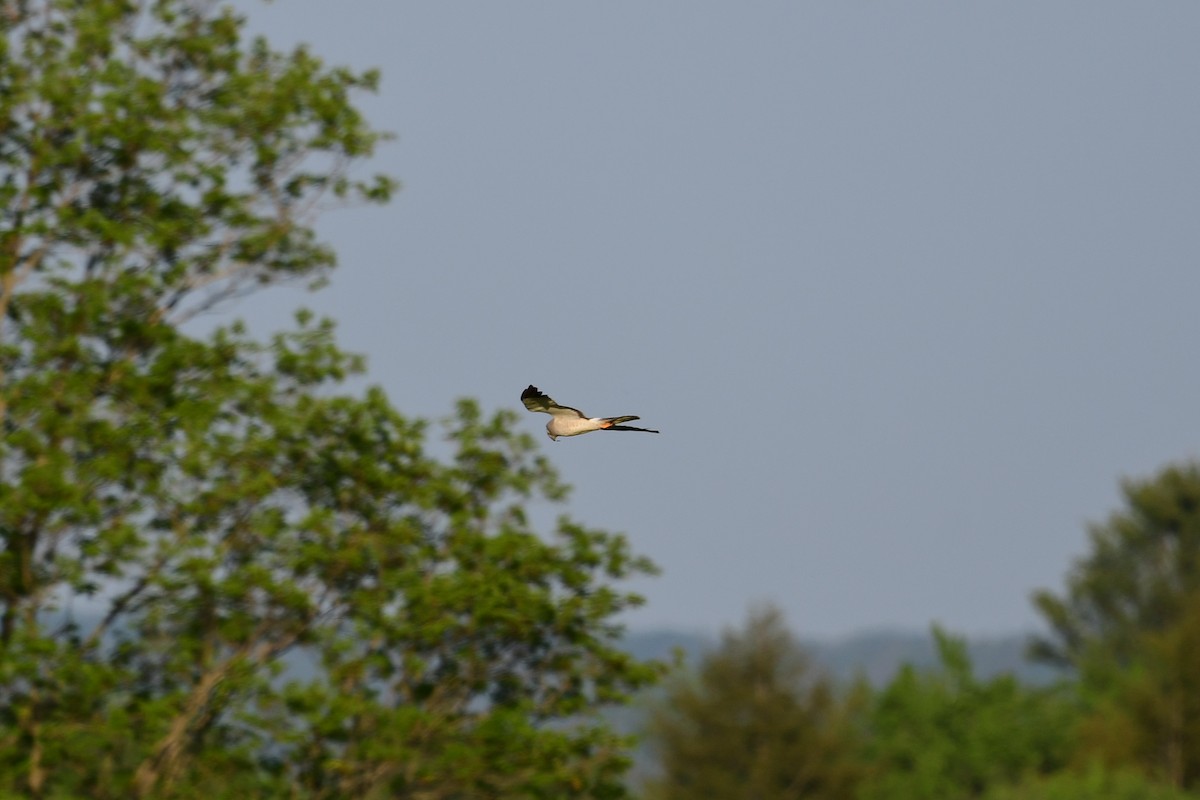 Northern Harrier - ML592885721