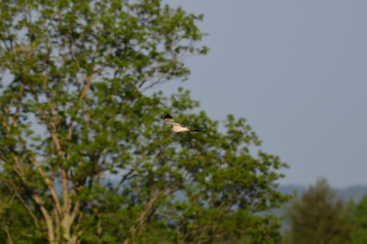 Northern Harrier - ML592885731