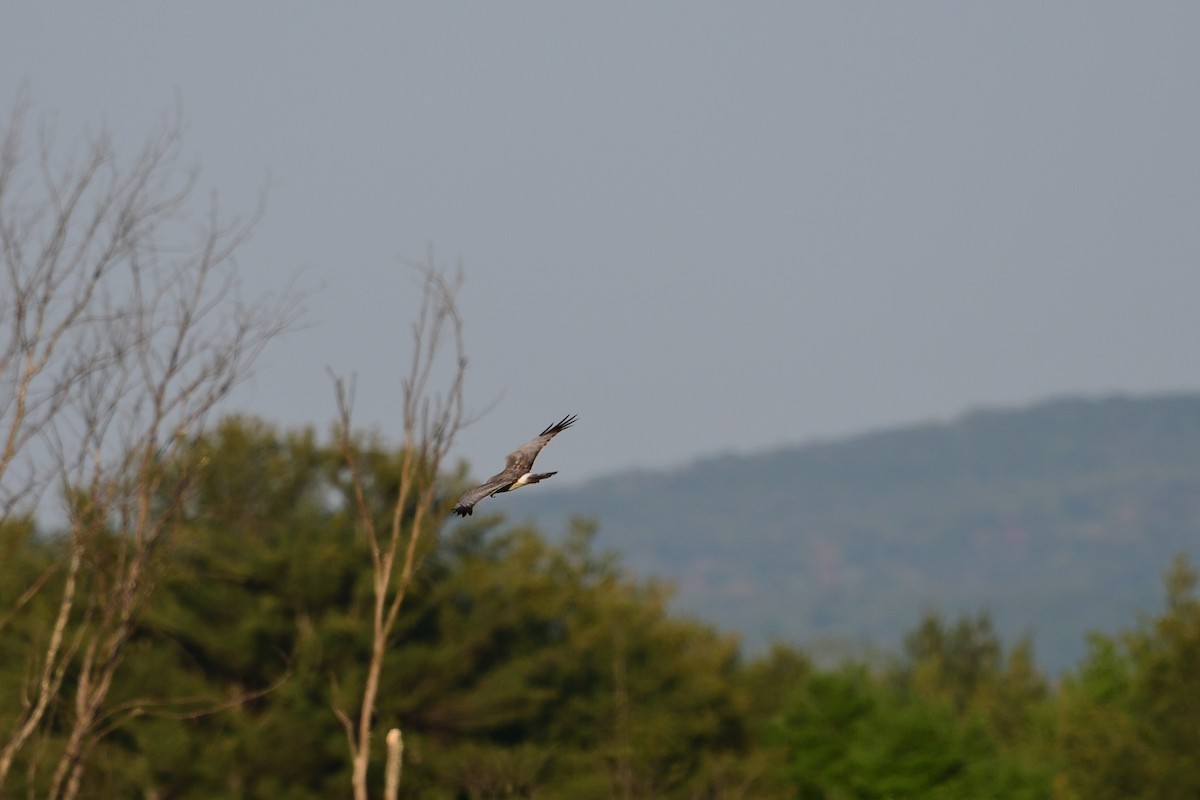 Northern Harrier - ML592885781