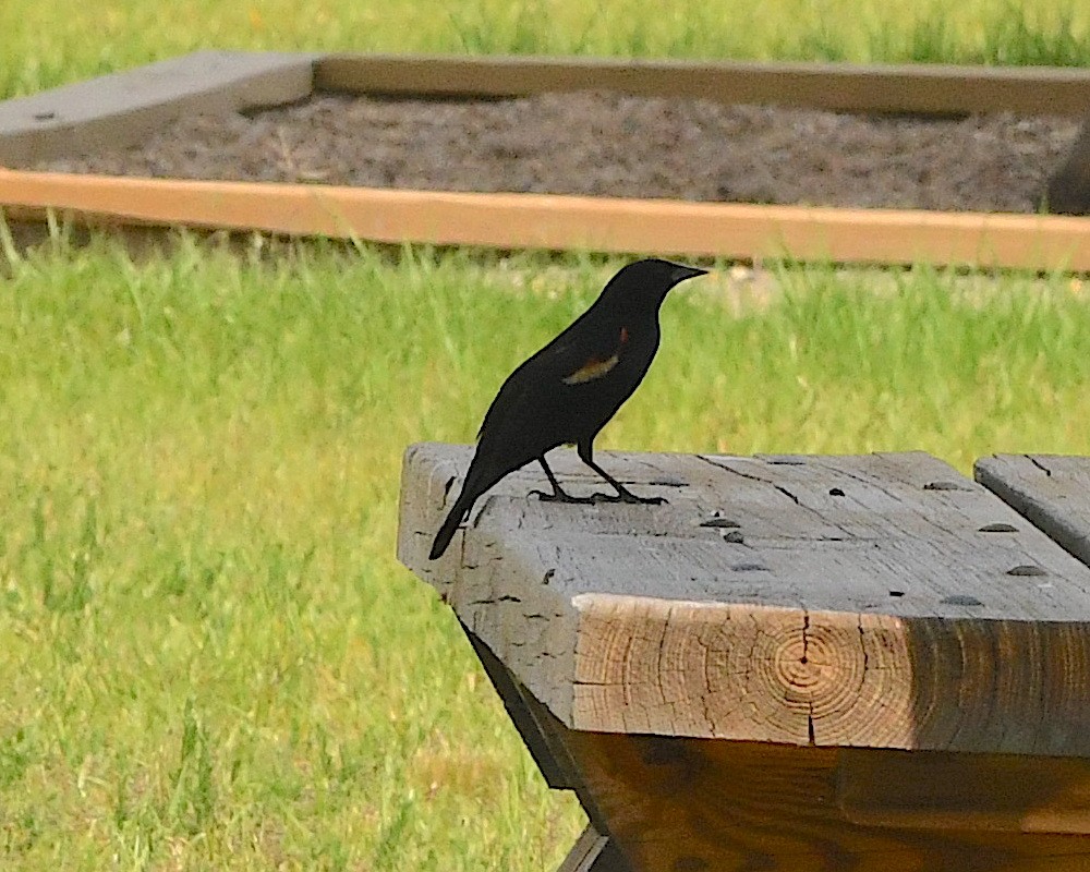 Red-winged Blackbird - ML592886171