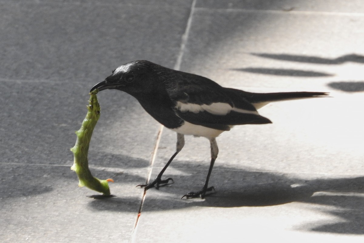 Oriental Magpie-Robin - ML592888181