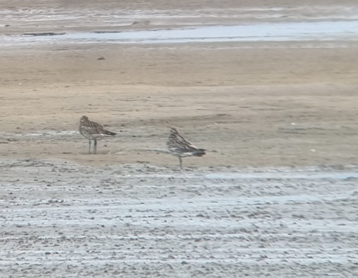 Whimbrel - Sam  O'Donnell