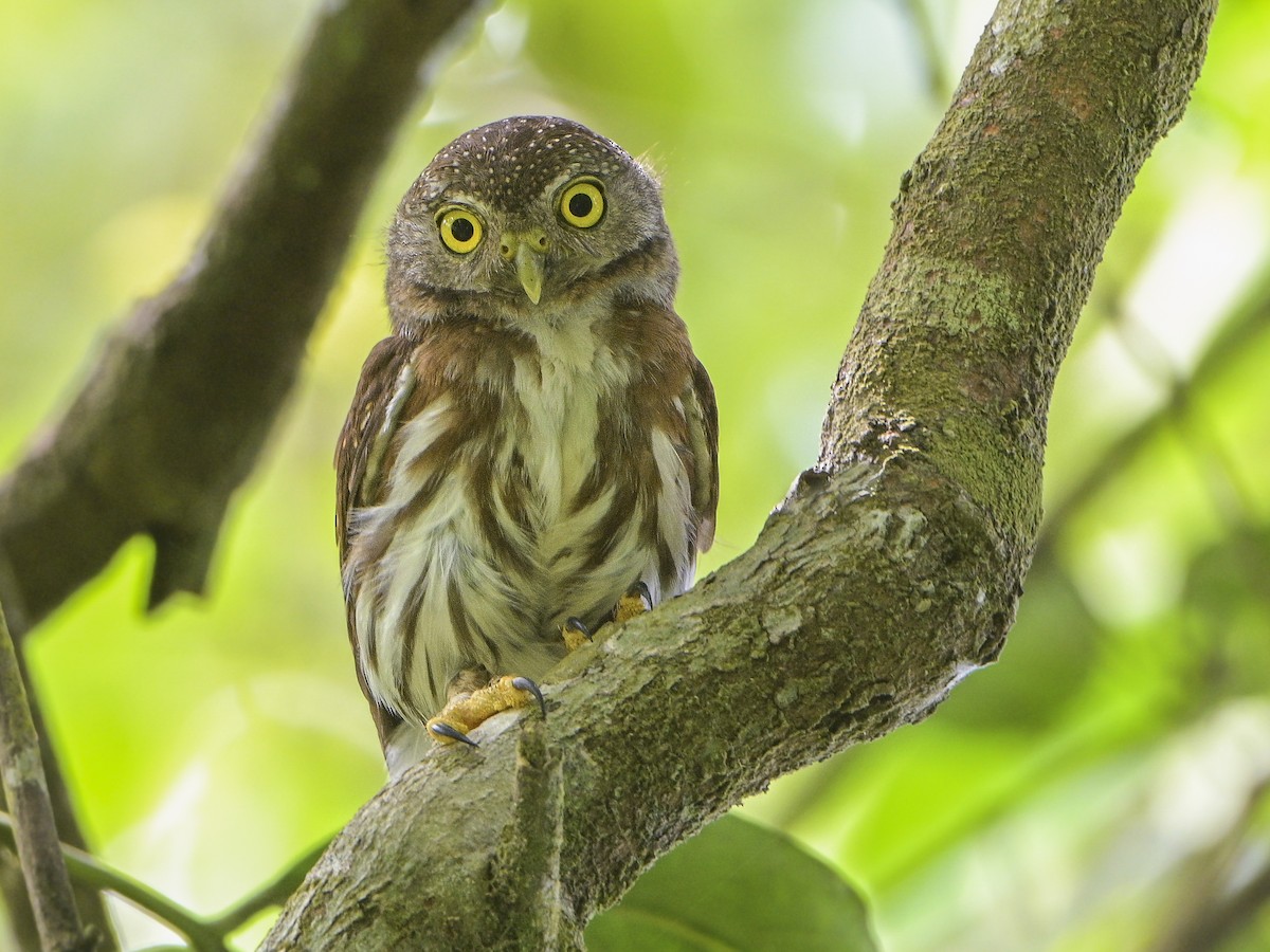 Central American Pygmy-Owl - ML592889671