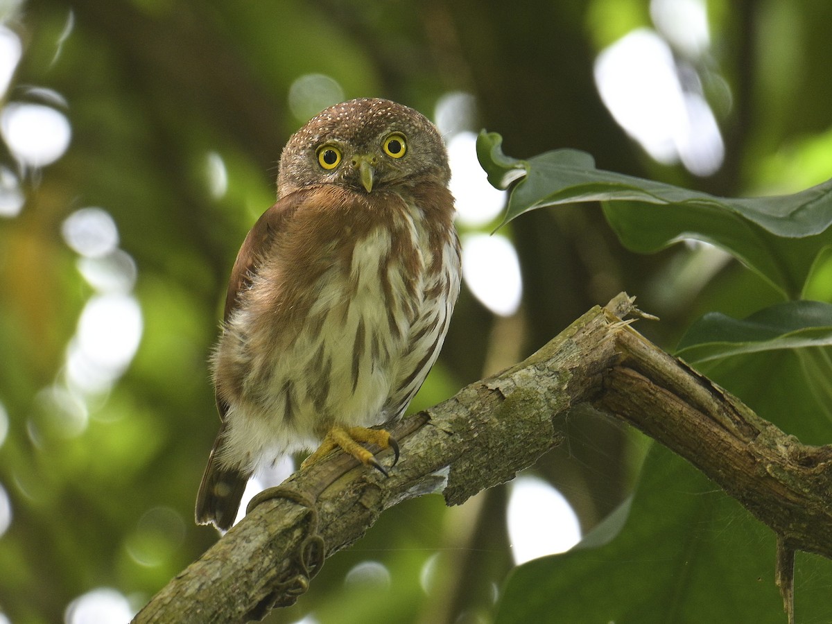 Central American Pygmy-Owl - ML592889681