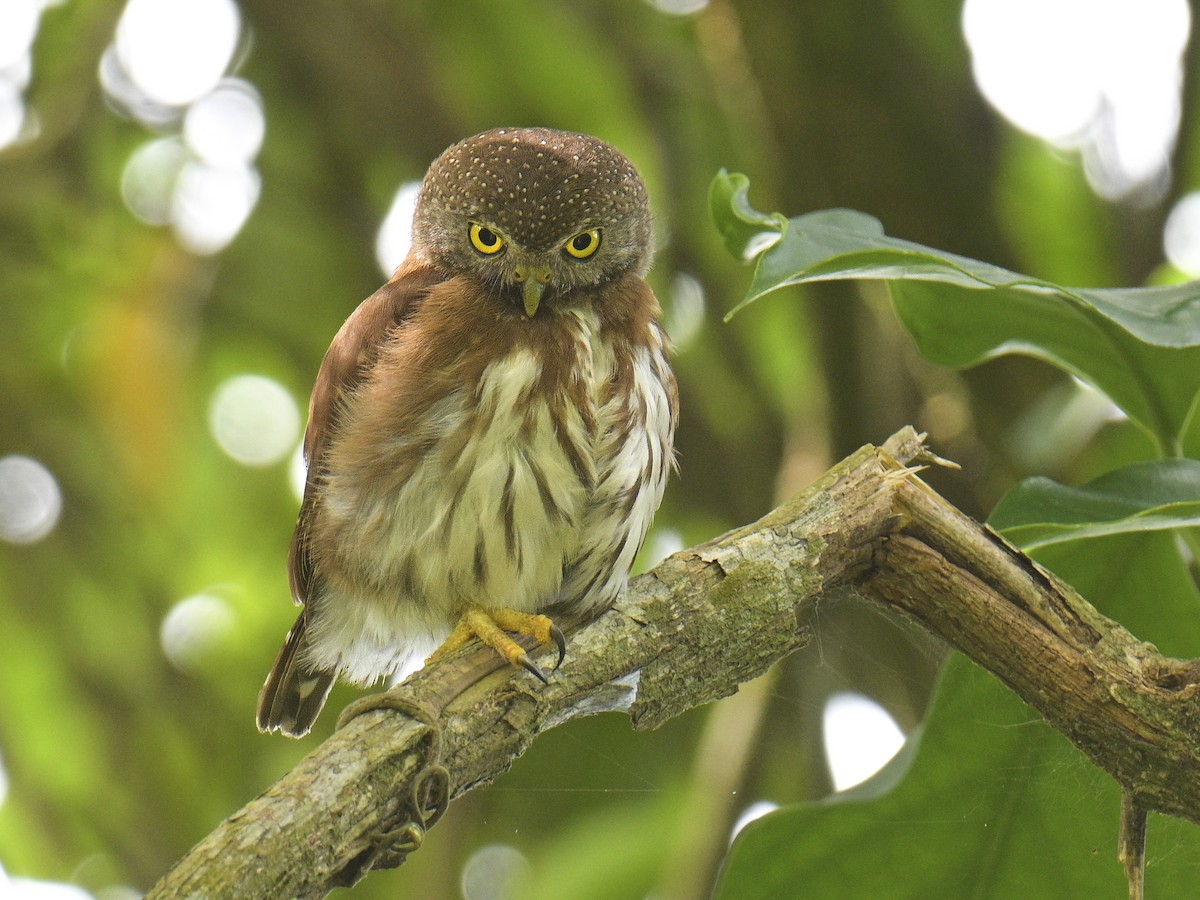 Central American Pygmy-Owl - ML592889701