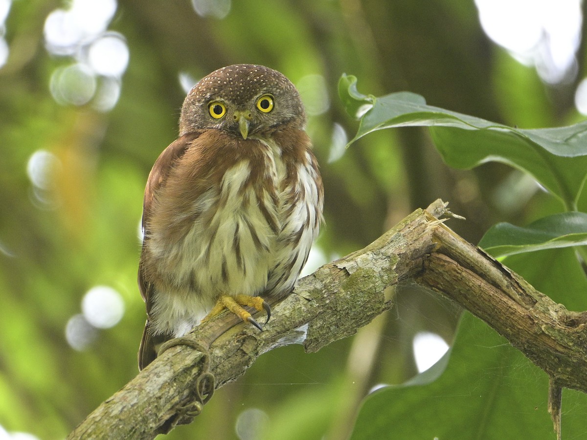 Central American Pygmy-Owl - ML592889731