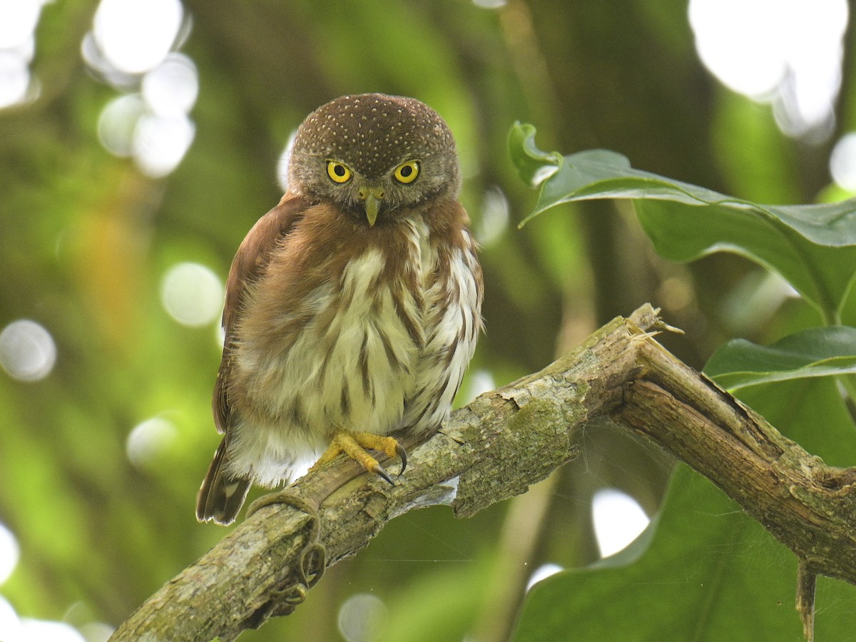 Central American Pygmy-Owl - ML592889771