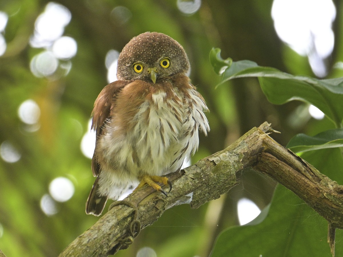 Central American Pygmy-Owl - ML592889781