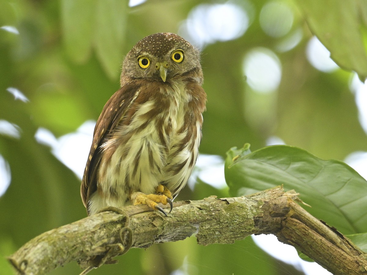 Central American Pygmy-Owl - ML592889791