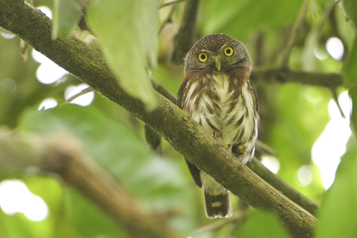 Central American Pygmy-Owl - ML592889801