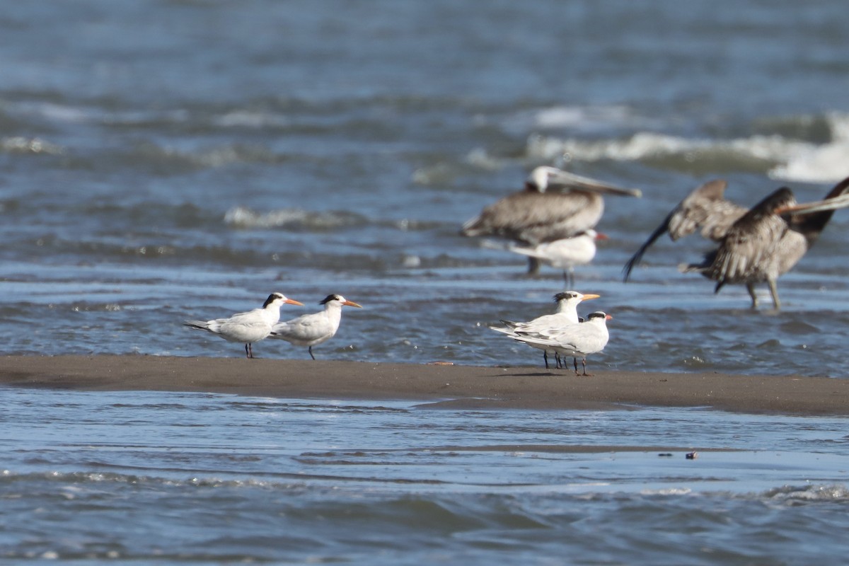 Elegant Tern - ML592890501