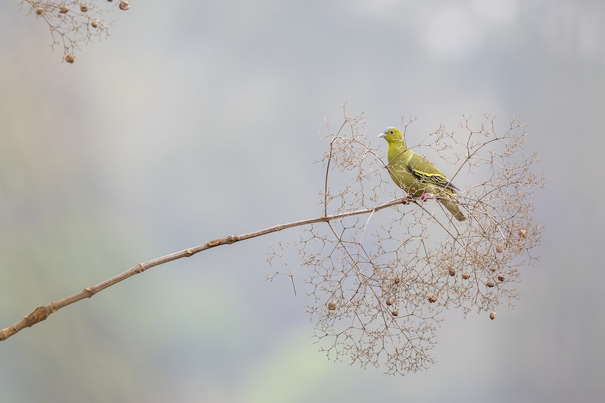 Ashy-headed Green-Pigeon - Parthasarathi Chakrabarti