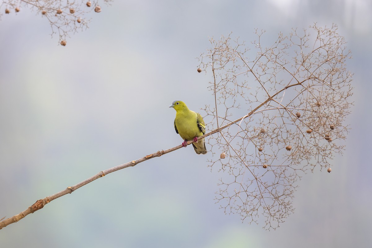 Ashy-headed Green-Pigeon - Parthasarathi Chakrabarti