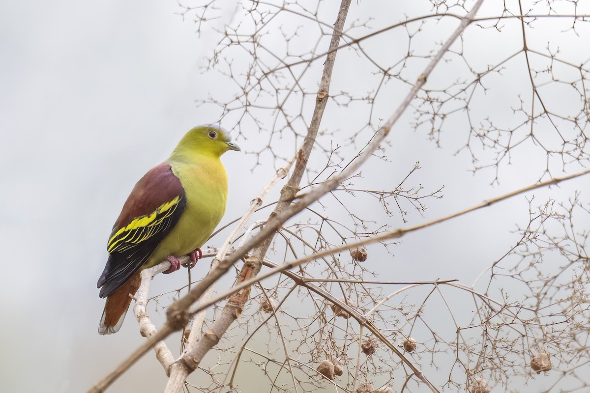 Ashy-headed Green-Pigeon - Parthasarathi Chakrabarti