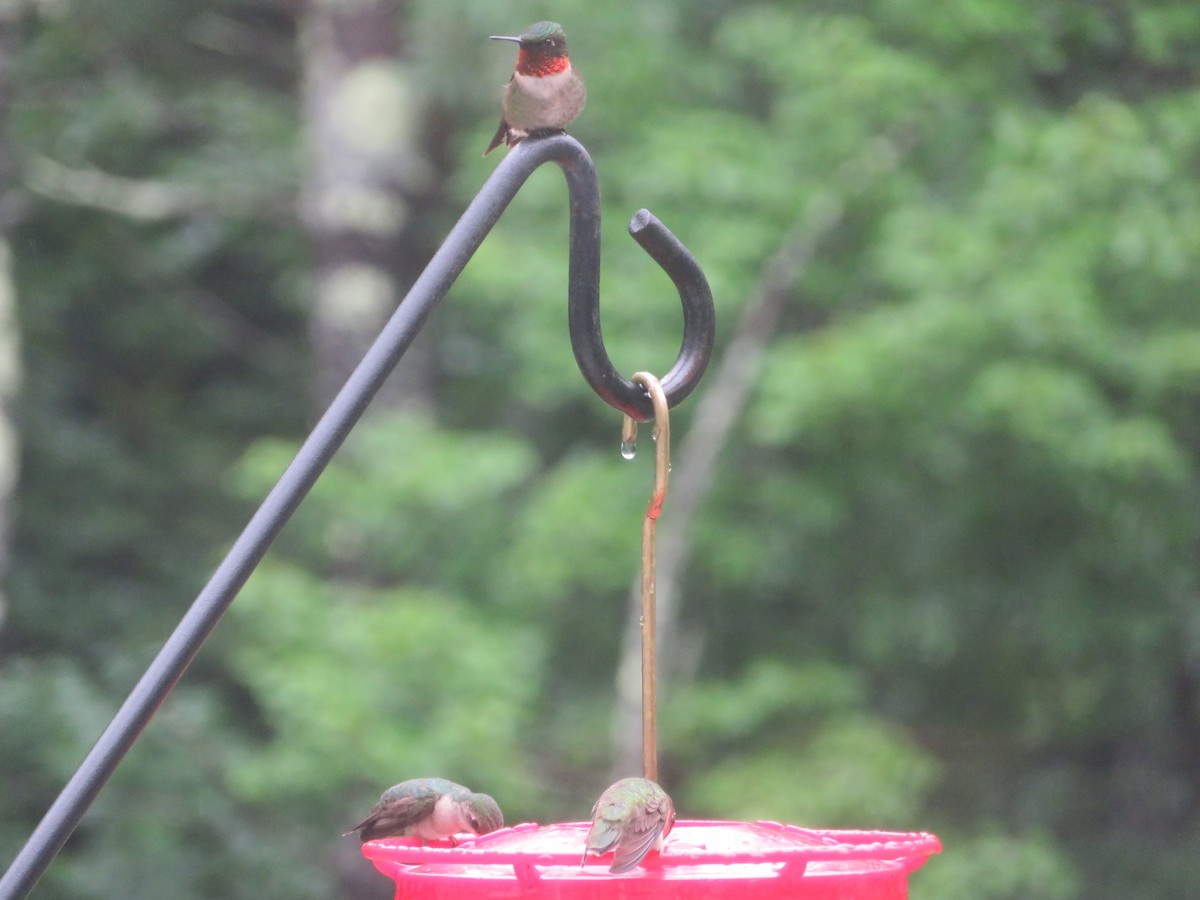 Ruby-throated Hummingbird - ML592890671