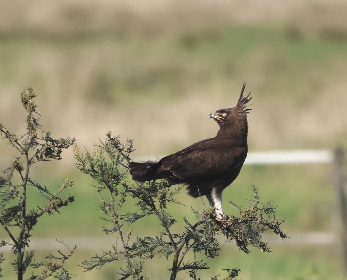 Long-crested Eagle - ML592890711