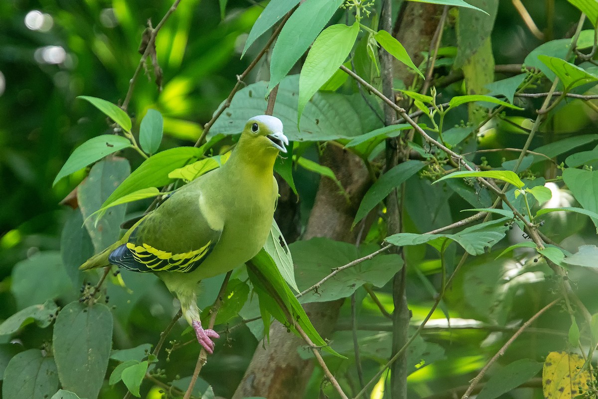 Ashy-headed Green-Pigeon - Parthasarathi Chakrabarti