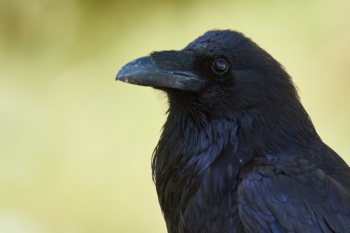 Common Raven - Grigory Heaton