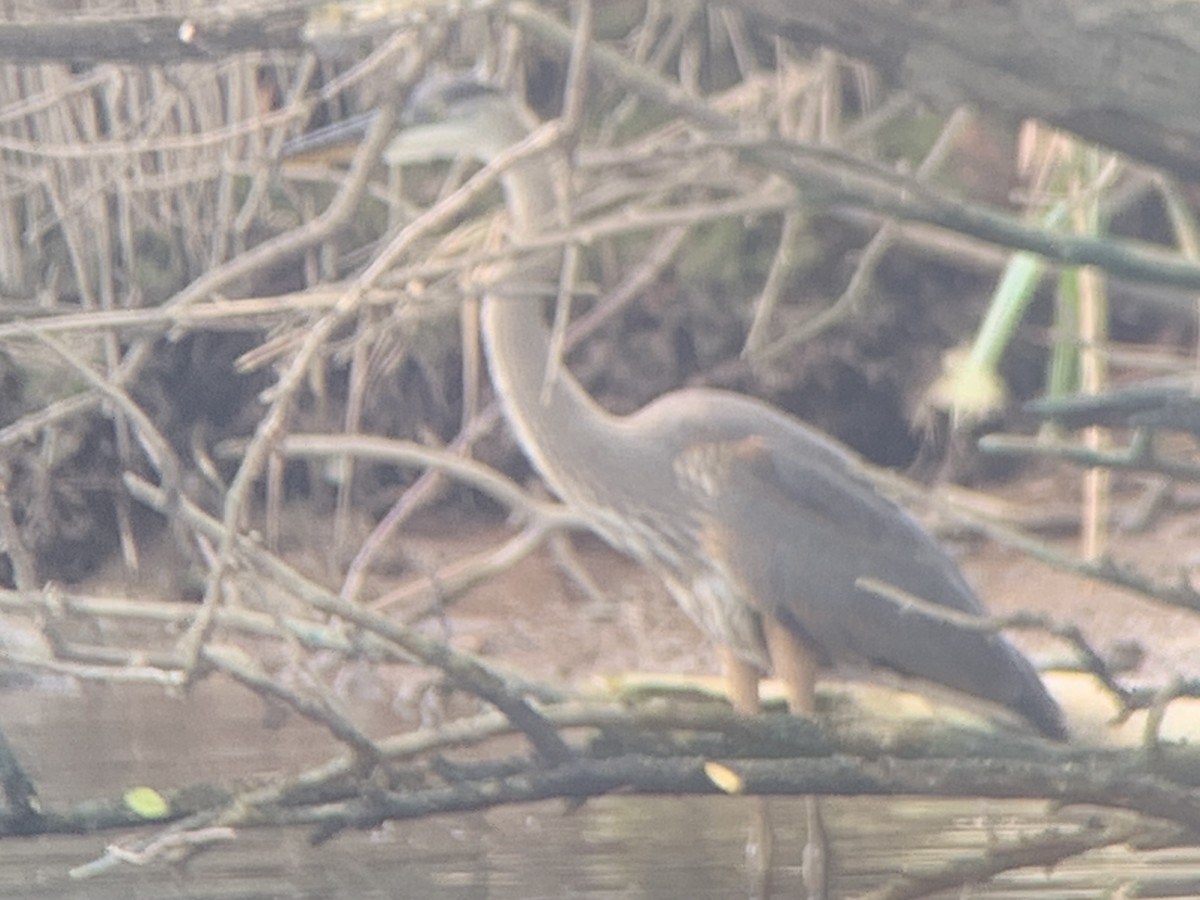 Great Blue Heron - ML592891981