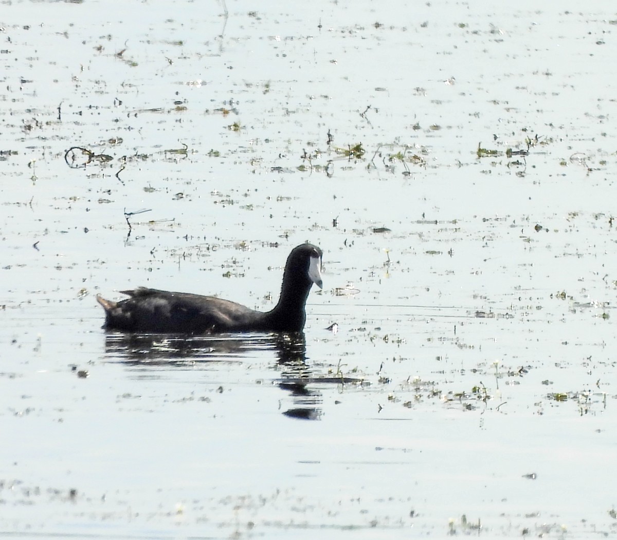 American Coot - ML592892691