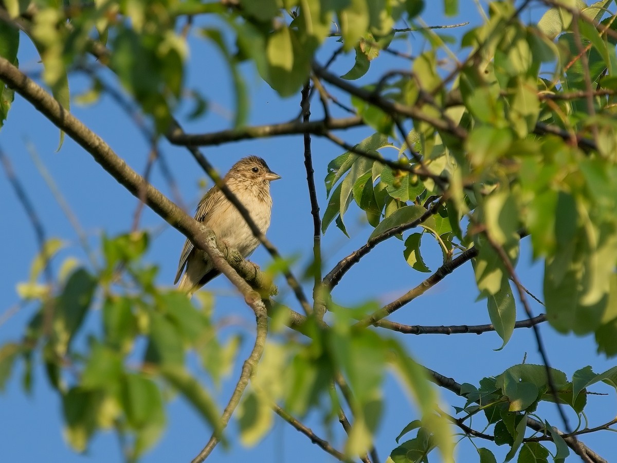 Vesper Sparrow - ML592892731