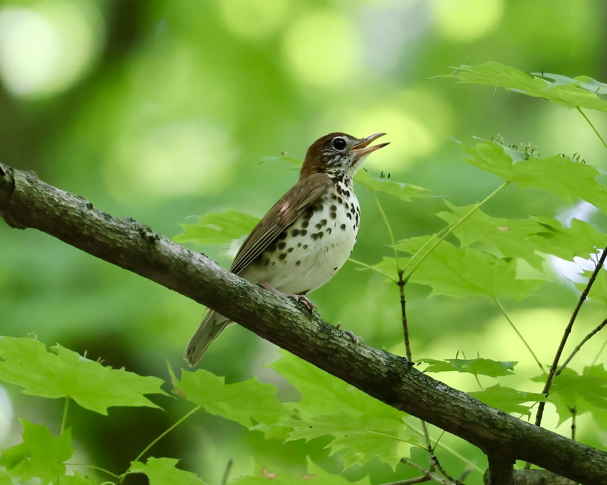 Wood Thrush - ML592893921