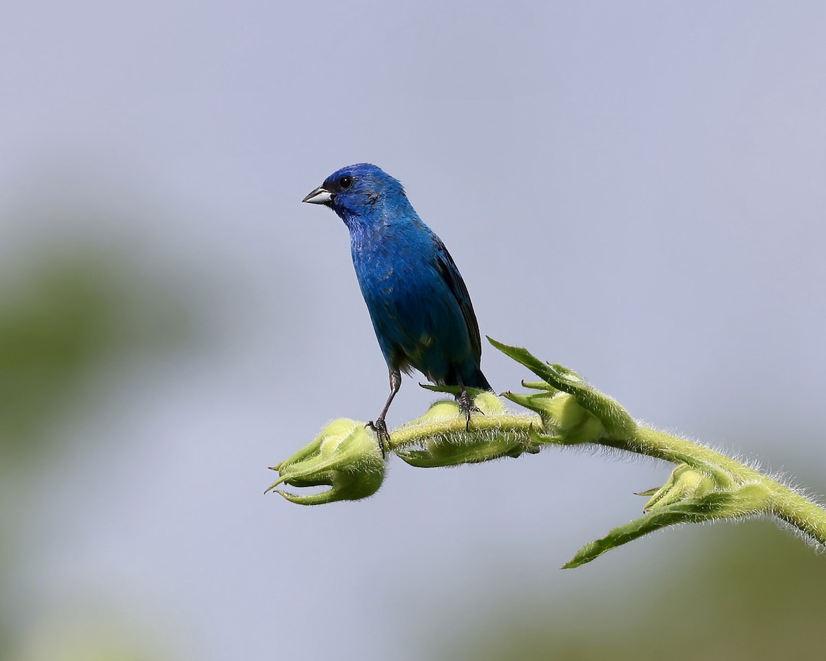 Indigo Bunting - Debbie Kosater