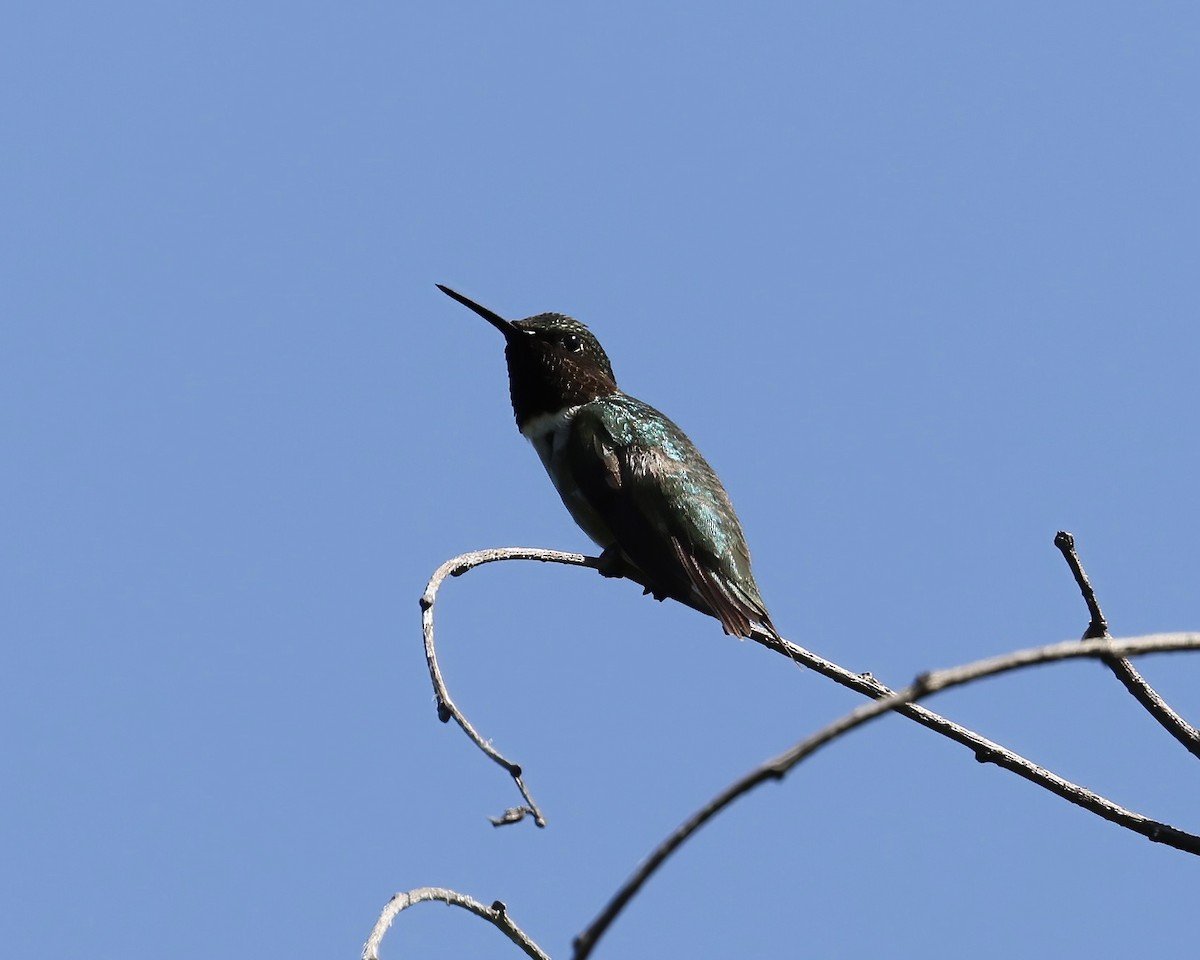 Ruby-throated Hummingbird - Debbie Kosater