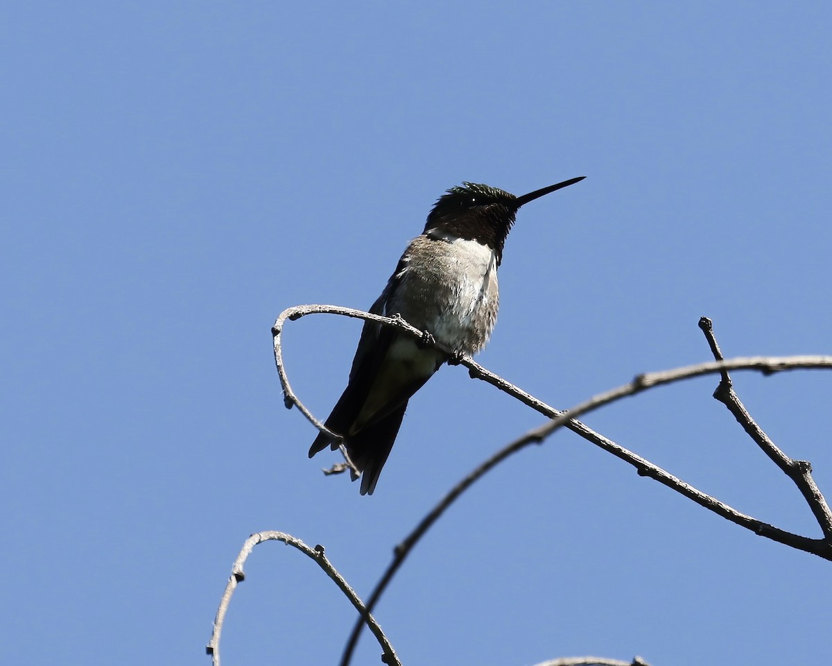 Ruby-throated Hummingbird - Debbie Kosater