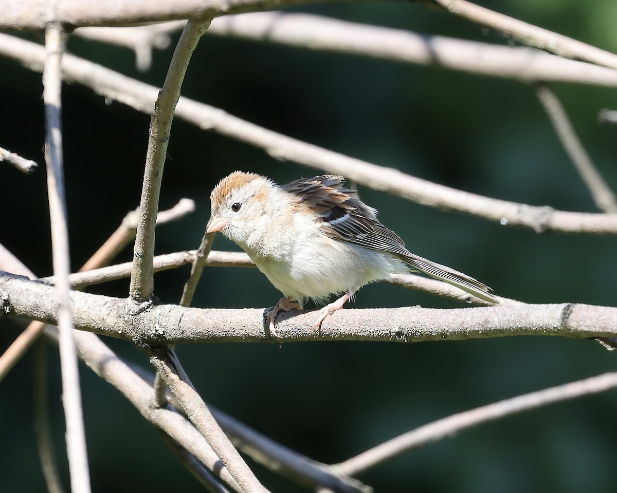 Field Sparrow - Debbie Kosater