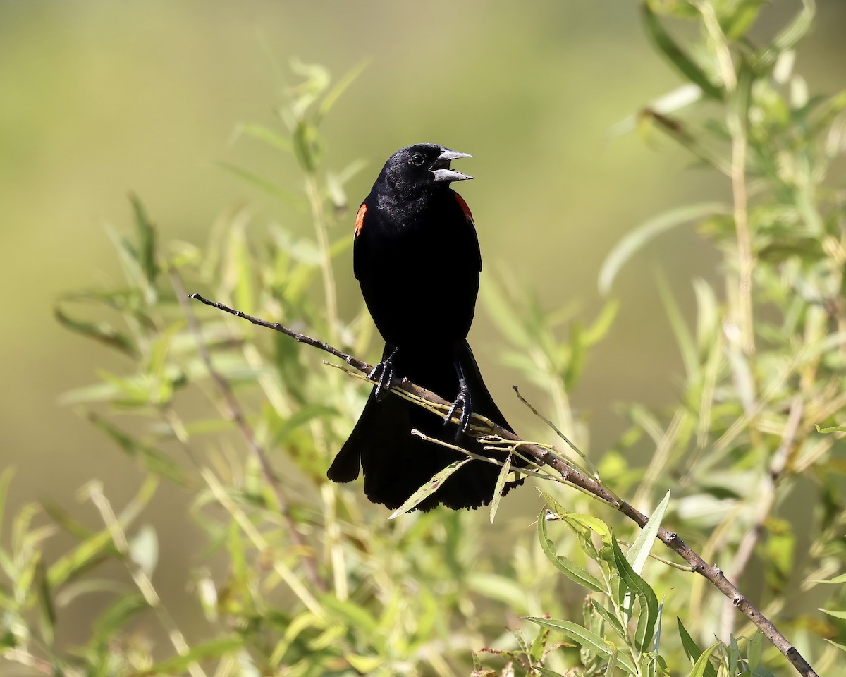 Red-winged Blackbird - Debbie Kosater