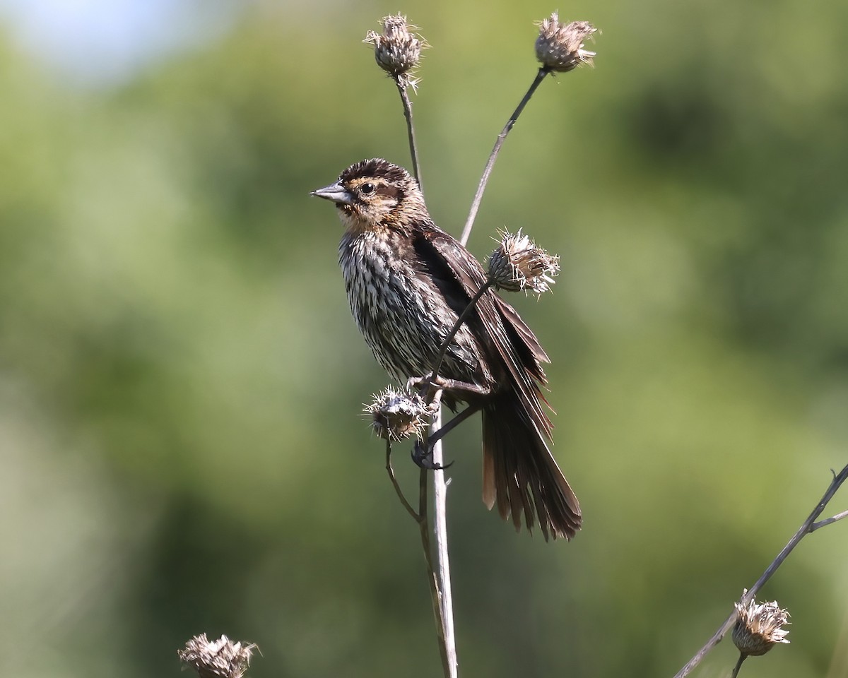 Red-winged Blackbird - Debbie Kosater