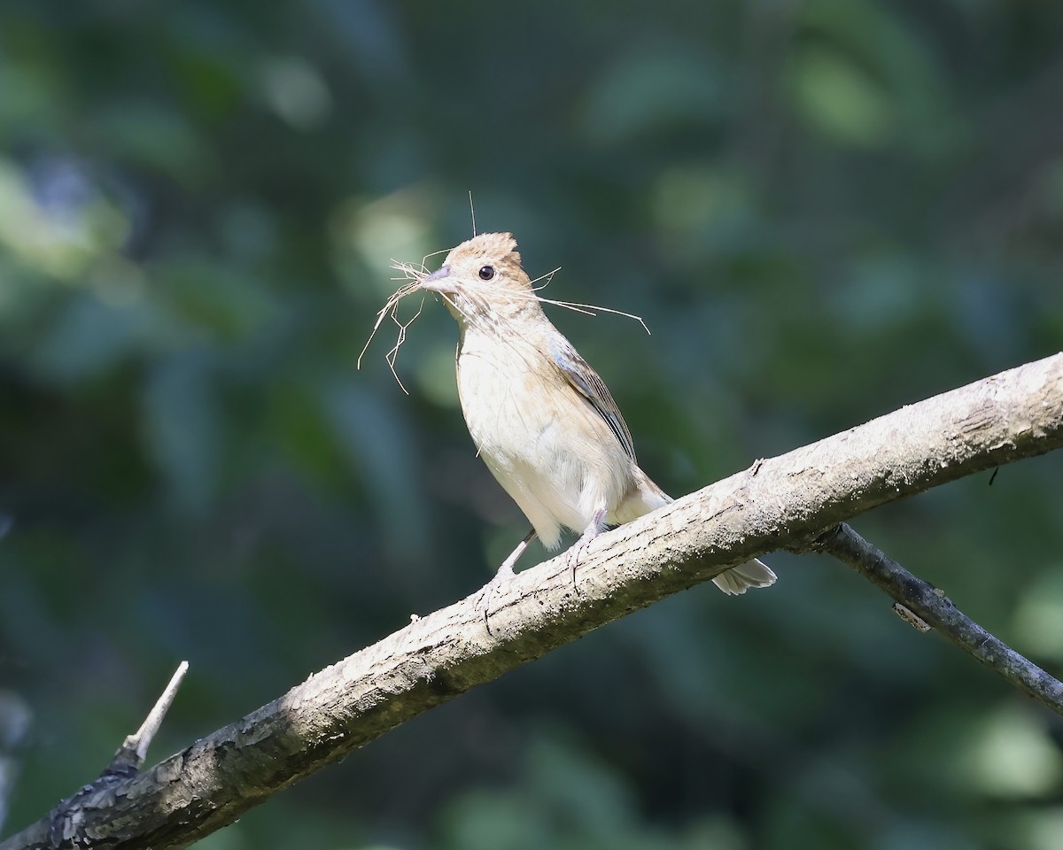 Passerin indigo - ML592894941