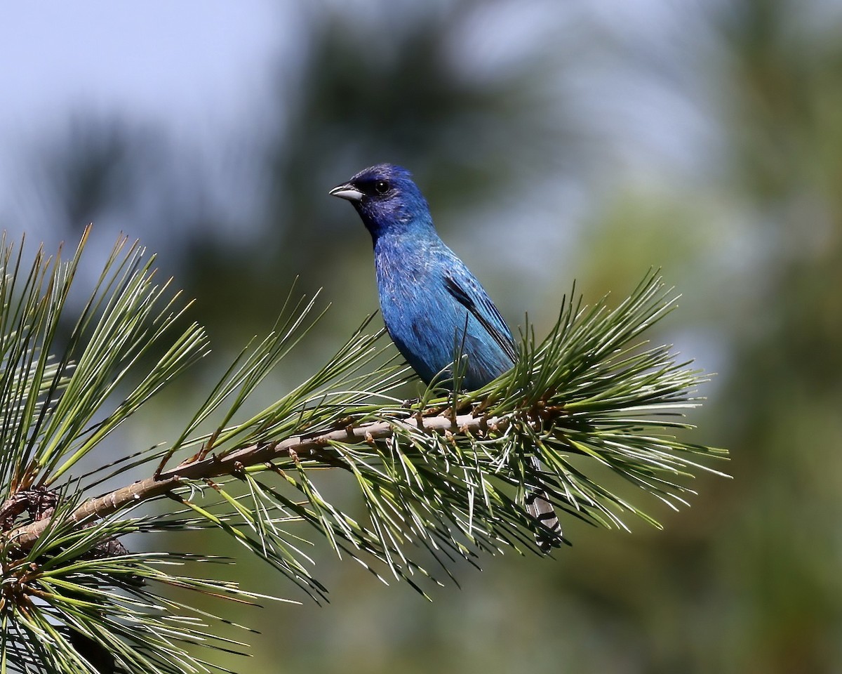 Indigo Bunting - Debbie Kosater