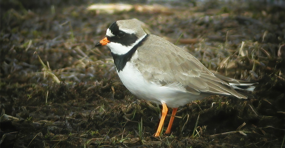 Common Ringed Plover - ML592895081