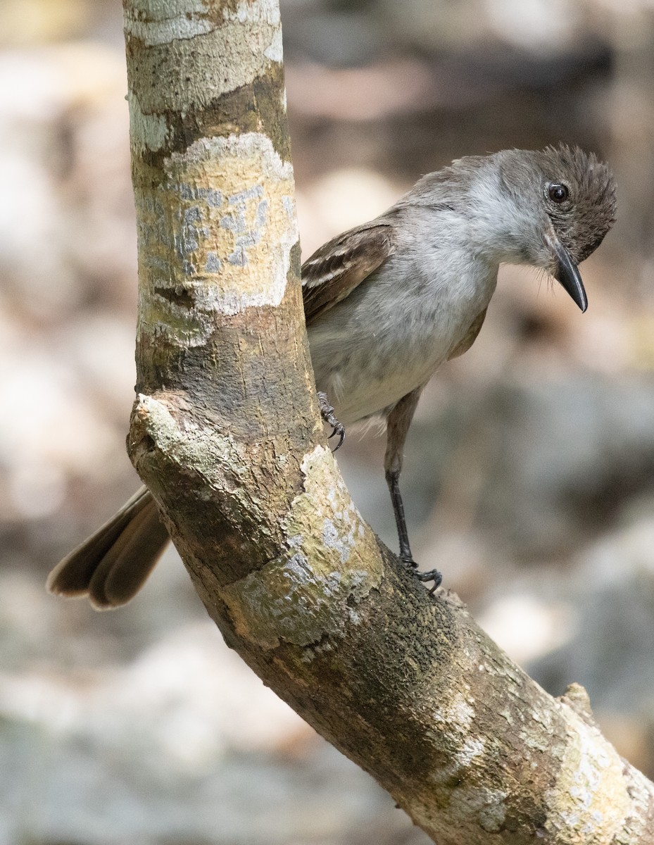 La Sagra's Flycatcher - ML592895541