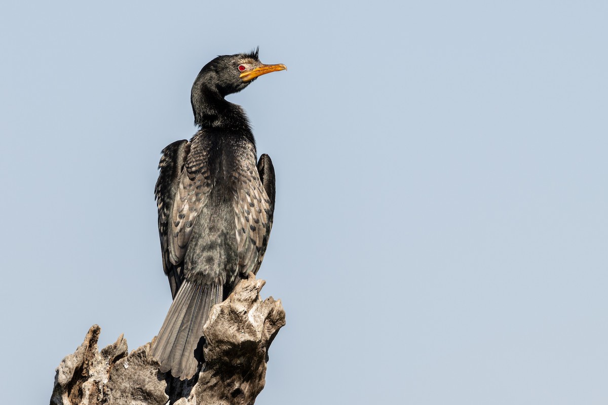 Long-tailed Cormorant - Jim Hoover