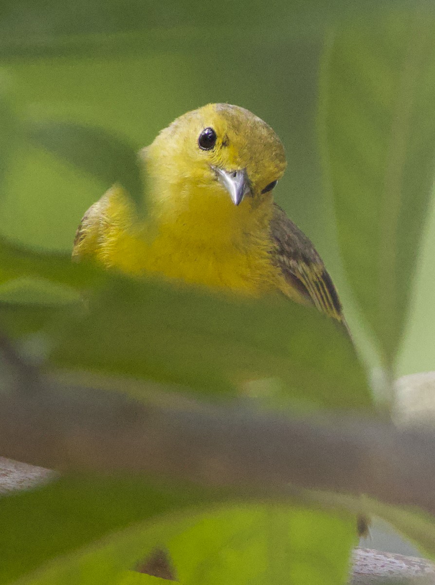 Mangrove Yellow Warbler (Greater Antillean) - ML592895861