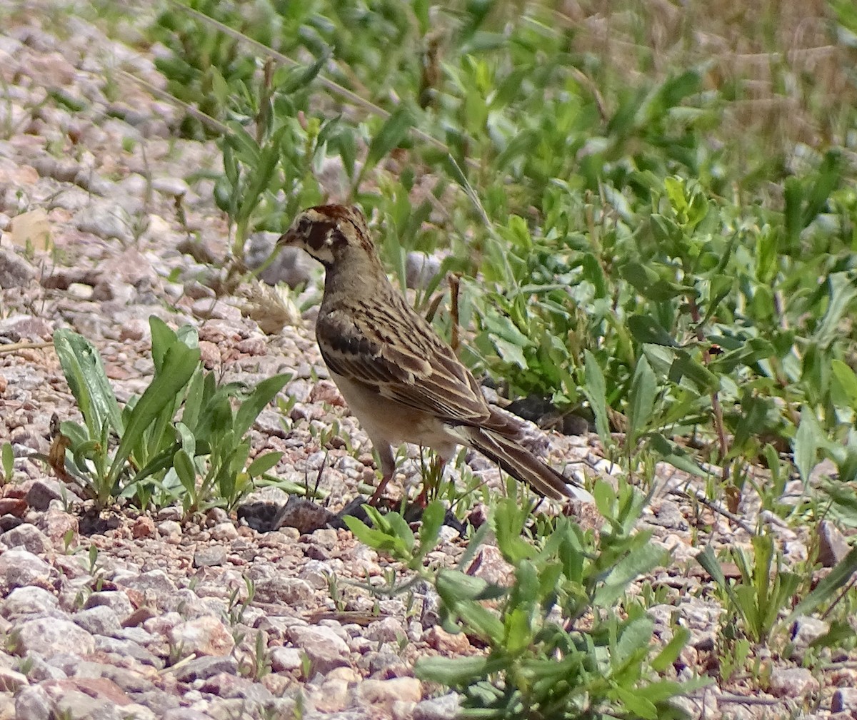 Lark Sparrow - ML592896371