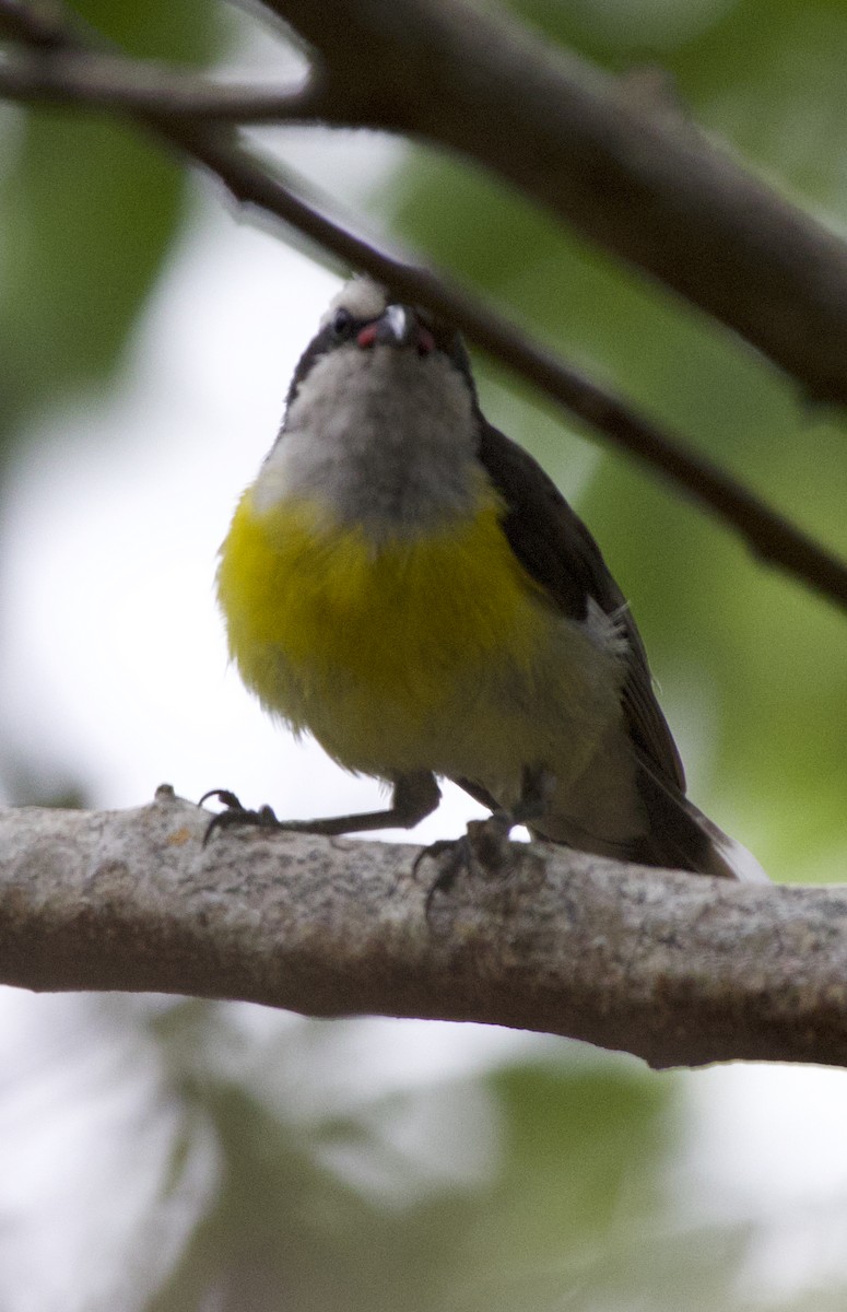 Bananaquit - ML592896551