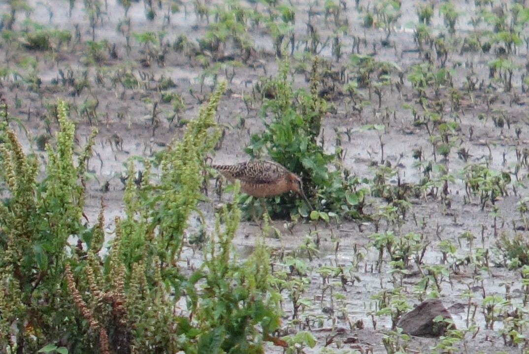 Short-billed Dowitcher - ML592897001