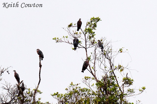 Collared Imperial-Pigeon - ML592897381